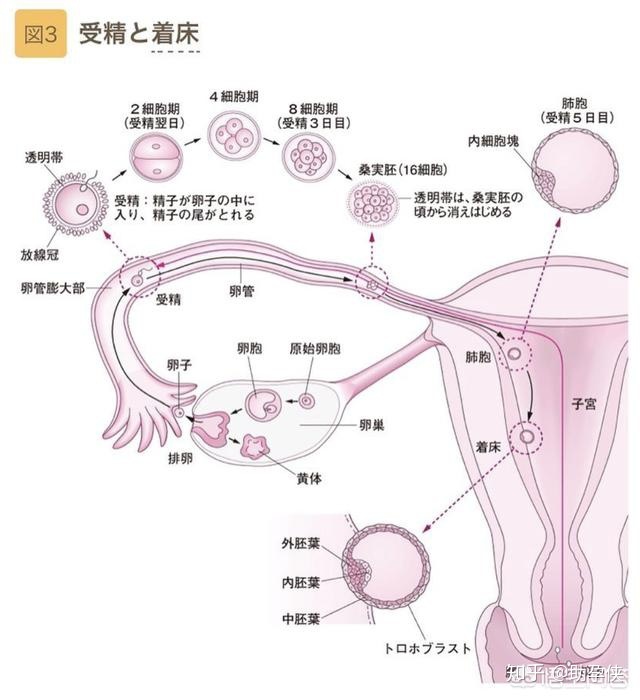 绒毛膜促性腺激素用于赠卵试管婴儿吗-赠卵试管婴儿促甲状腺激素标准