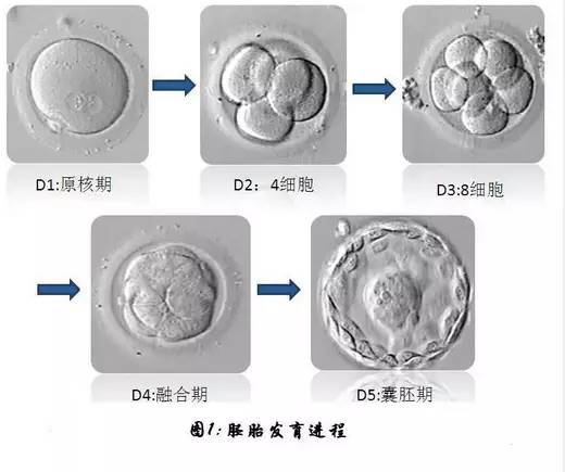 做赠卵试管婴儿生男孩的机会大吗？