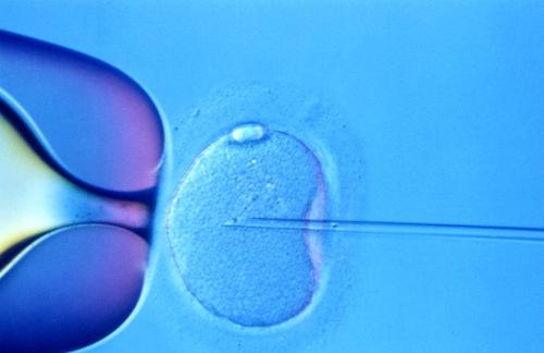 试管移植两个冻胚和一个囊胚哪个成功率高些？